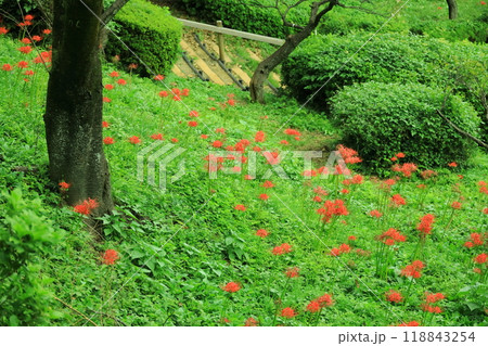 町田市薬師池公園 彼岸花 町田市薬師池公園 彼岸花 118843254