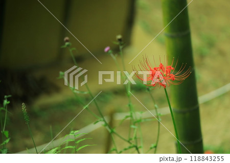 町田市薬師池公園 彼岸花 町田市薬師池公園 彼岸花 118843255