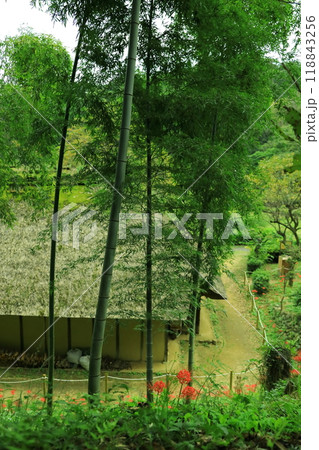 町田市薬師池公園　彼岸花 118843256