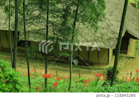 町田市薬師池公園 彼岸花 町田市薬師池公園 彼岸花 118843260