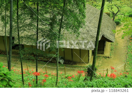 町田市薬師池公園　彼岸花 118843261