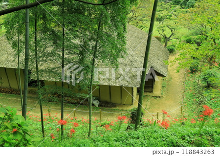 町田市薬師池公園　彼岸花 118843263