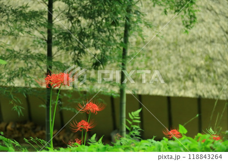 町田市薬師池公園 彼岸花 町田市薬師池公園 彼岸花 118843264