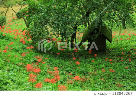 町田市薬師池公園　彼岸花 118843267