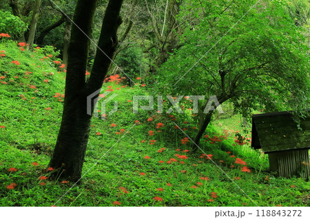 町田市薬師池公園 彼岸花 町田市薬師池公園 彼岸花 118843272