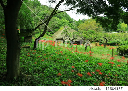 町田市薬師池公園 彼岸花 町田市薬師池公園 彼岸花 118843274