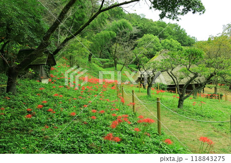 町田市薬師池公園　彼岸花 118843275
