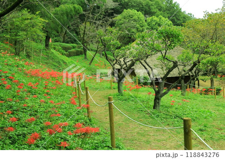 町田市薬師池公園 彼岸花 町田市薬師池公園 彼岸花 118843276