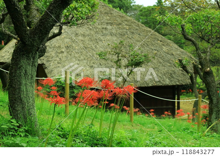 町田市薬師池公園 彼岸花 町田市薬師池公園 彼岸花 118843277