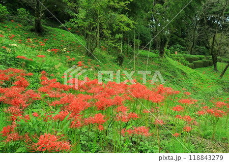 町田市薬師池公園　彼岸花 118843279