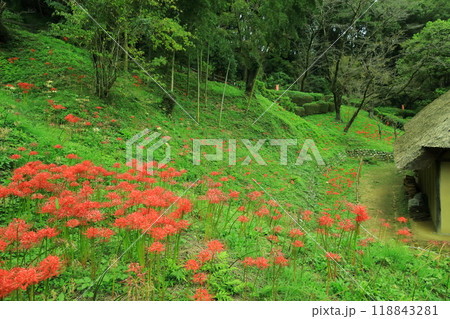 町田市薬師池公園 彼岸花 町田市薬師池公園 彼岸花 118843281