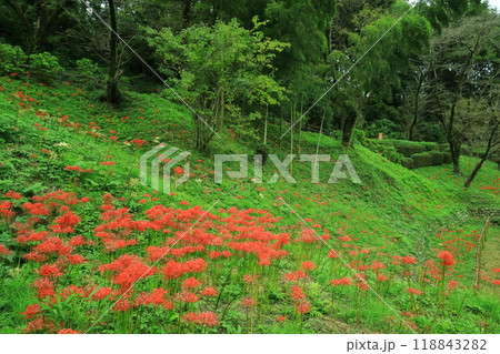 町田市薬師池公園　彼岸花 118843282