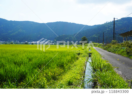 田舎の田んぼ道 118843300