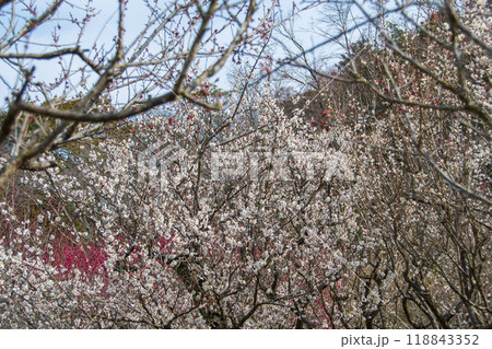 梅の花のある風景 118843352