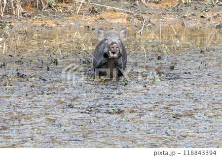 渡良瀬遊水地に棲むイノシシ 渡良瀬遊水地に棲むイノシシ 118843394