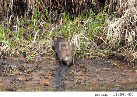 渡良瀬遊水地に棲むイノシシ 渡良瀬遊水地に棲むイノシシ 118843400