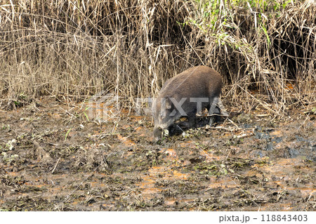 渡良瀬遊水地に棲むイノシシ 渡良瀬遊水地に棲むイノシシ 118843403