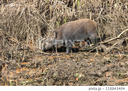 渡良瀬遊水地に棲むイノシシ 118843404