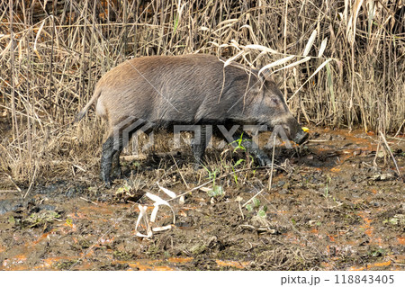 渡良瀬遊水地に棲むイノシシ 渡良瀬遊水地に棲むイノシシ 118843405