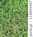 生い茂る雑草 118843487