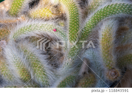 サボテン 118843591