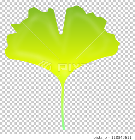 銀杏葉 銀杏葉 118843611