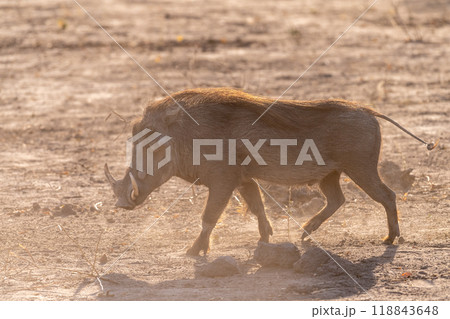 Close-up of a Warthog 118843648