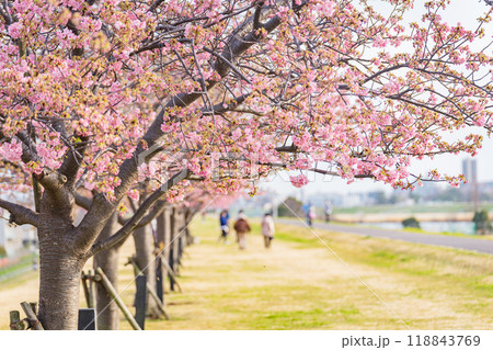 市川市 江戸川堤 河津桜 市川市 江戸川堤 河津桜 118843769