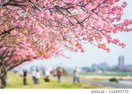市川市 江戸川堤 河津桜 市川市 江戸川堤 河津桜 118843772