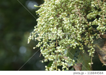 ヌルデの実 ヌルデの実 118844564