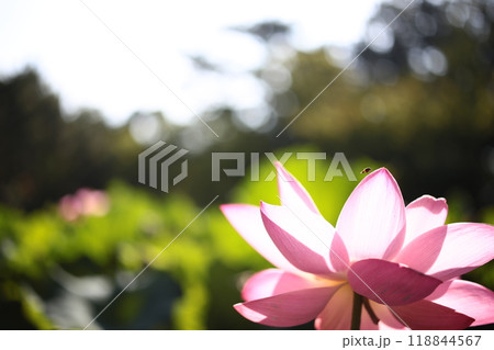 赤い蓮の花 赤い蓮の花 118844567