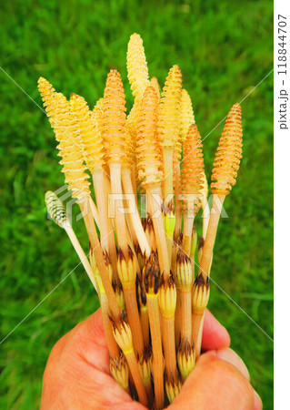 ツクシ(土筆)の束を手で握っている風景 ツクシ(土筆)の束を手で握っている風景 118844707