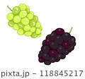 ブドウとマスカットのイラスト 118845217