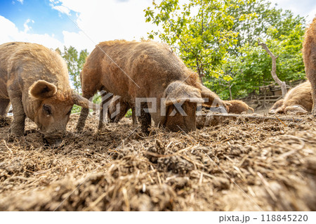 Mangalica pigs foraging for food Mangalica pigs foraging for food 118845220