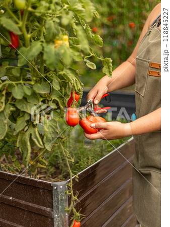 Farmer harvesting ripe red tomatoes 118845227