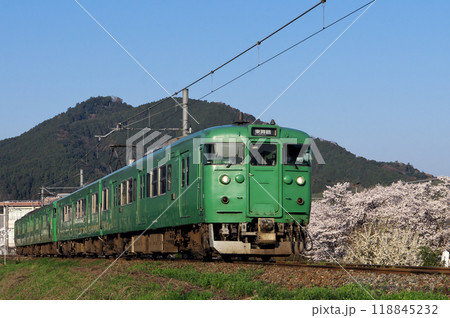 113系電車が桜咲く舞鶴線を走る風景 118845232