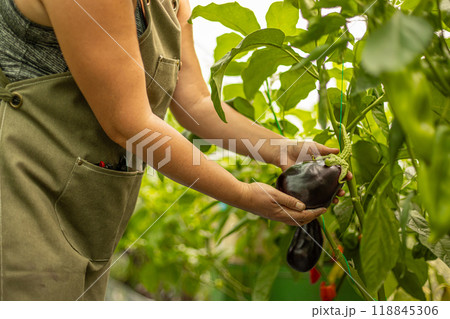 Farmer is holding a large ripe eggplant 118845306