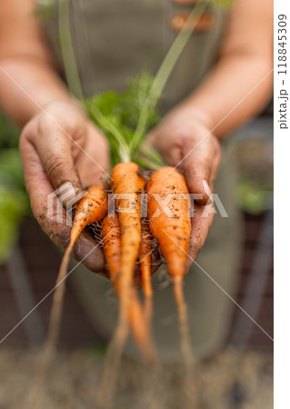 Farmer holding organic carrots 118845309