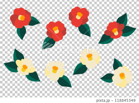 Red and white camellia vector illustration set 118845349