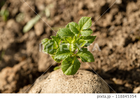 dahlia tuber with green sprout close-up dahlia tuber with green sprout close-up 118845354