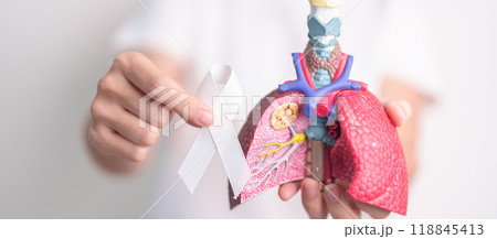 November Lung Cancer Awareness month. Doctor with Smoker Lung anatomy model and White ribbon in hospital. Healthcare and World Cancer day concept 118845413