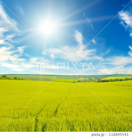 Green wheat field and sun on cloudy sky. Green wheat field and sun on cloudy sky. 118845541