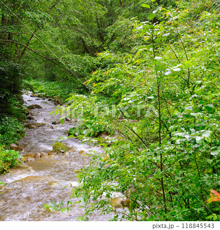 Mountain river with a rocky bed and green forest on the banks. 118845543