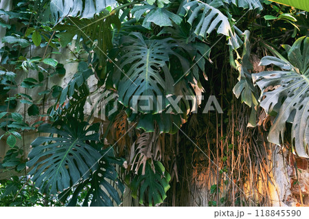 monstera leaves in the jungle. 118845590