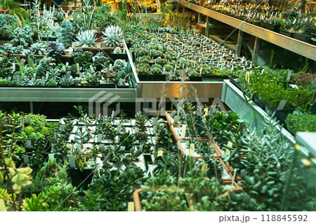 Cozy plant store with planter pots on wooden showcase. Greenhouse with decorative succulent houseplants for sale. Home floral design studio. Small business, garden nursery. 118845592