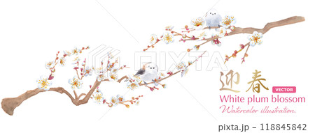 早春の花:白い梅の花と小鳥(エナガ)の水彩イラスト。日本の伝統文化。(ベクター) 早春の花:白い梅の花と小鳥(エナガ)の水彩イラスト。日本の伝統文化。(ベクター) 118845842