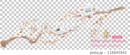 早春の花:白い梅の花と小鳥(エナガ)の水彩イラスト。日本の伝統文化。(ベクター) 早春の花:白い梅の花と小鳥(エナガ)の水彩イラスト。日本の伝統文化。(ベクター) 118845842