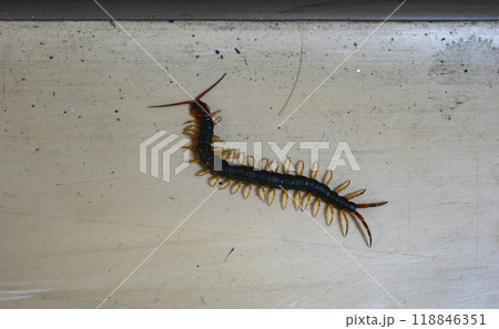 ムカデが現れた 118846351
