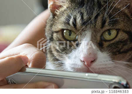 スマホと猫 スマホと猫 118846383
