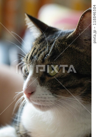 見つめる猫 118846384